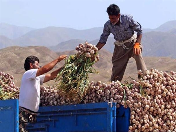 حکایت مشکلات سیرکاران خراسان جنوبی/ باز هم دلالان زودتر از دولت به مزارع رسیدند