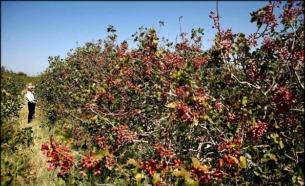 رویای حاج‌قاسم برای بهبود اقتصاد مرزنشینان زیرکوه به بار نشست