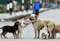 سگ‌های ولگرد در بیرجند و امنیتی که نیست