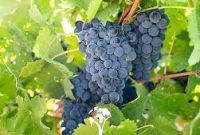 پیش‌بینی برداشت ۱۳ هزار تن انگور از باغات خراسان جنوبی