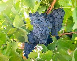 پیشبینی برداشت ۱۳ هزار تن انگور از باغات خراسان جنوبی پیشبینی برداشت ۱۳ هزار تن انگور از باغات خراسان جنوبی