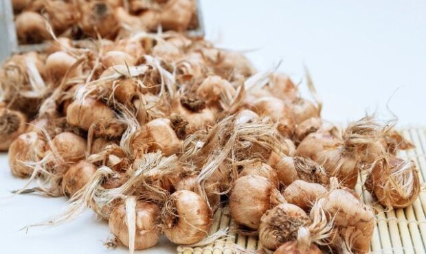 کشف ۷ تن پیاز زعفران قاچاق در فردوس