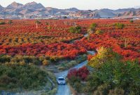 افین پایتخت زرشک بی‌دانه جهان، در مسیر ثبت به‌ عنوان دهکده جهانی