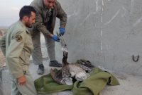 تلف شدن یک پلیکان بر اثر بلعیدن زباله در سربیشه