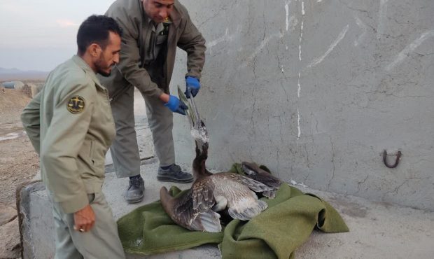 تلف شدن یک پلیکان بر اثر بلعیدن زباله در سربیشه