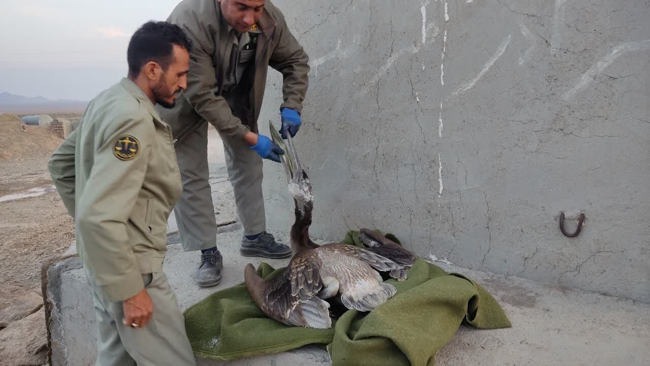 تلف شدن یک پلیکان بر اثر بلعیدن زباله در سربیشه تلف شدن یک پلیکان بر اثر بلعیدن زباله در سربیشه