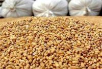 توزیع ۳۰۰ هزار تن نهاده دامی در خراسان جنوبی