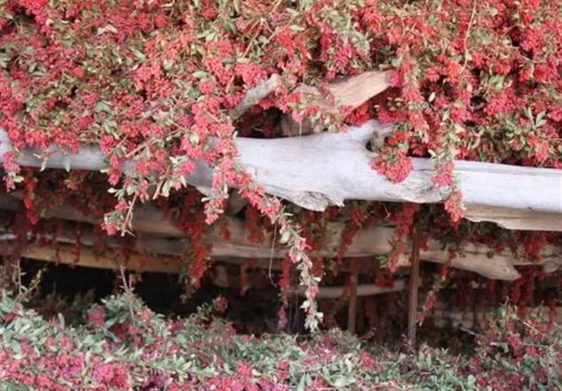 دستبرد به «یاقوت سرخ» در خلوت زمستانی دستبرد به «یاقوت سرخ» در خلوت زمستانی