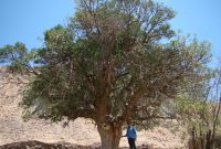 ثبت درخت بنه کهنسال کلاته سری قاین در فهرست میراث طبیعی