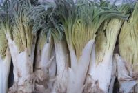 برداشت اقتصادی گیاه «کما» در خراسان جنوبی ممنوع شد