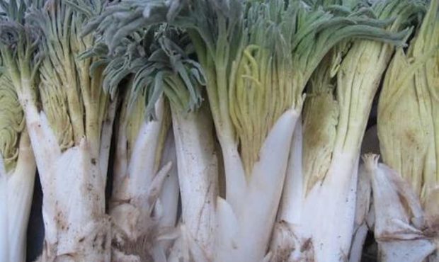 برداشت اقتصادی گیاه «کما» در خراسان جنوبی ممنوع شد