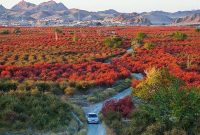 افین؛ بزرگترین باغ زرشک جهان در مسیر جهانی‌شدن/ میراث 7 هزار ساله