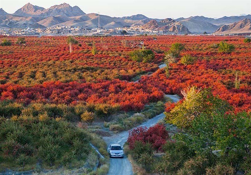 افین؛ بزرگترین باغ زرشک جهان در مسیر جهانی‌شدن/ میراث 7 هزار ساله