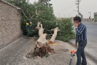 خسارت 20 میلیاردی طوفان در ‌بیرجند؛ سقوط 100 درخت