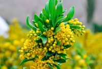 شکوفه‌های زرشک جاذبه‌ای نو در خراسان جنوبی؛ گردشگری چهارفصل شد